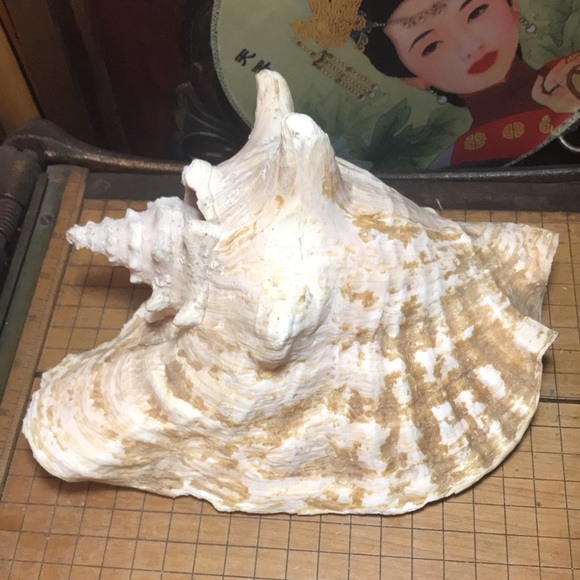 Extra Large Pink Queen Conch Shell Slit Harvest Partial Rustic Flakey Beige Coat - Picture 1 of 11